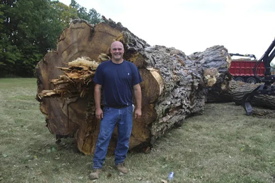 The Wood Slab Potential of a Tree | Buffalo, NY